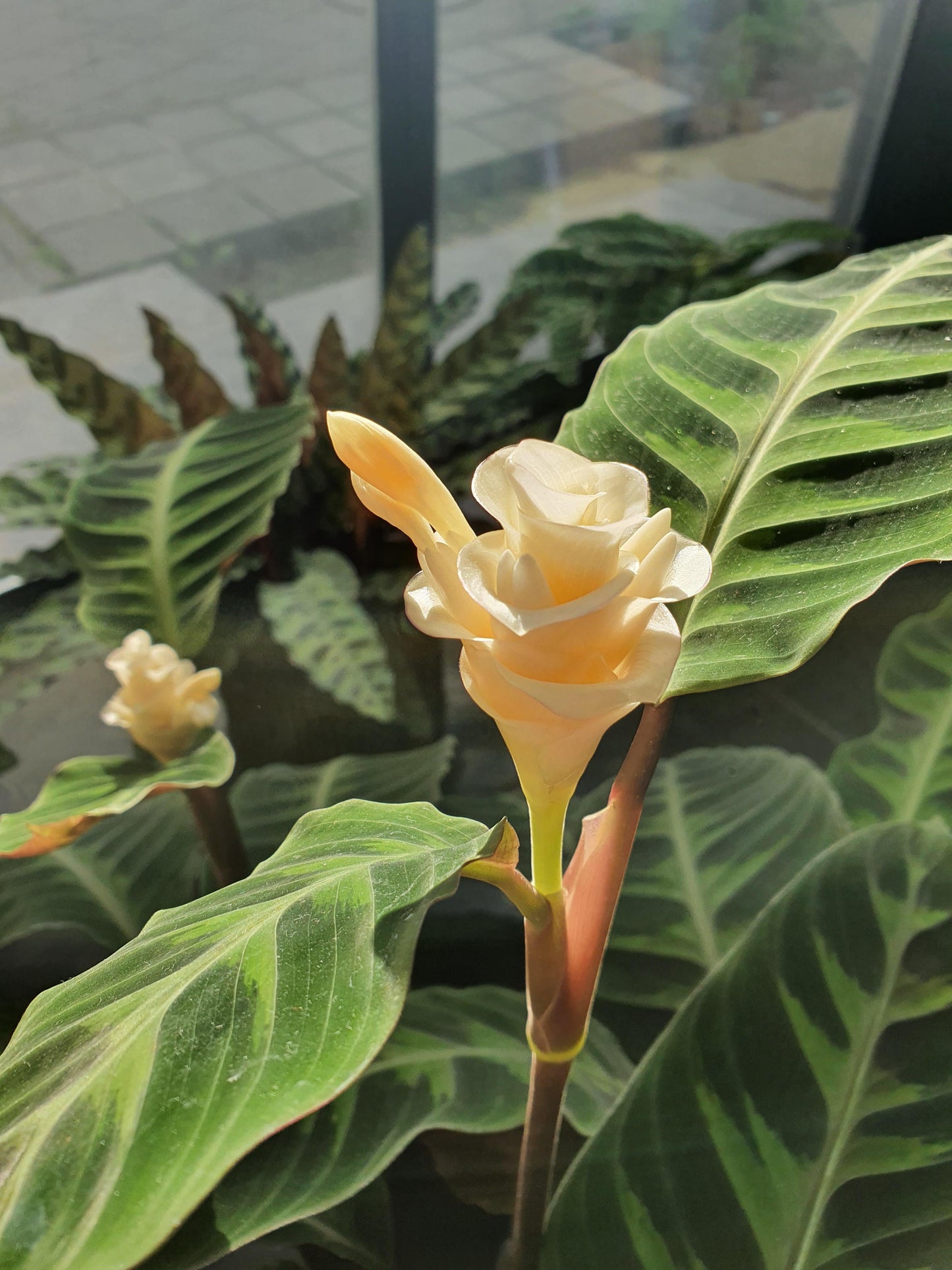 Calathea Warscewiczii - View 10 from www redcrocus com