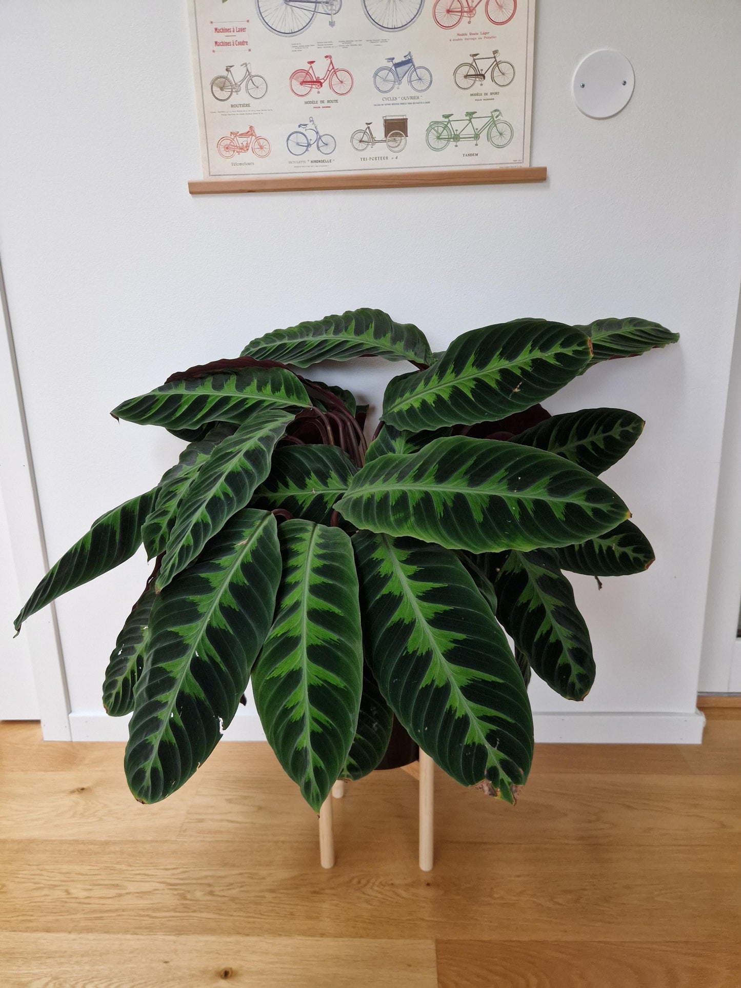 Calathea Warscewiczii - View 16 from www redcrocus com