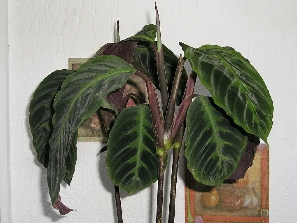 Calathea Warscewiczii - View 17 from www redcrocus com