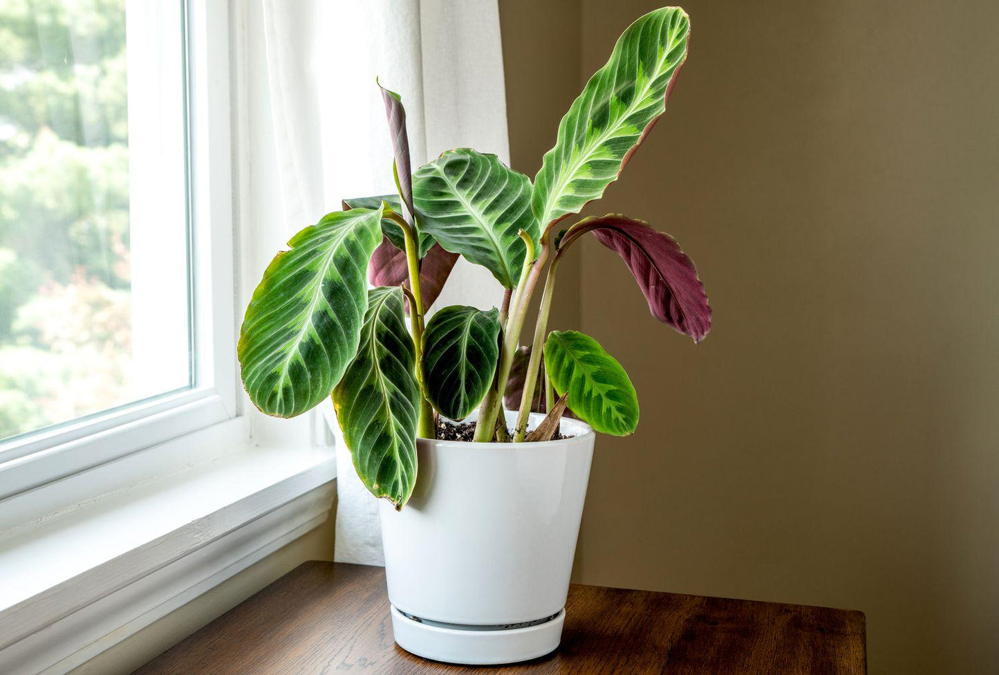 Calathea Warscewiczii - View 3 from www redcrocus com
