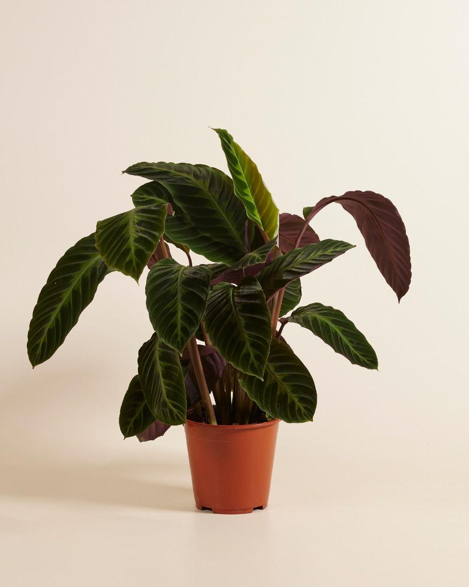 Calathea Warscewiczii - View 8 from www redcrocus com
