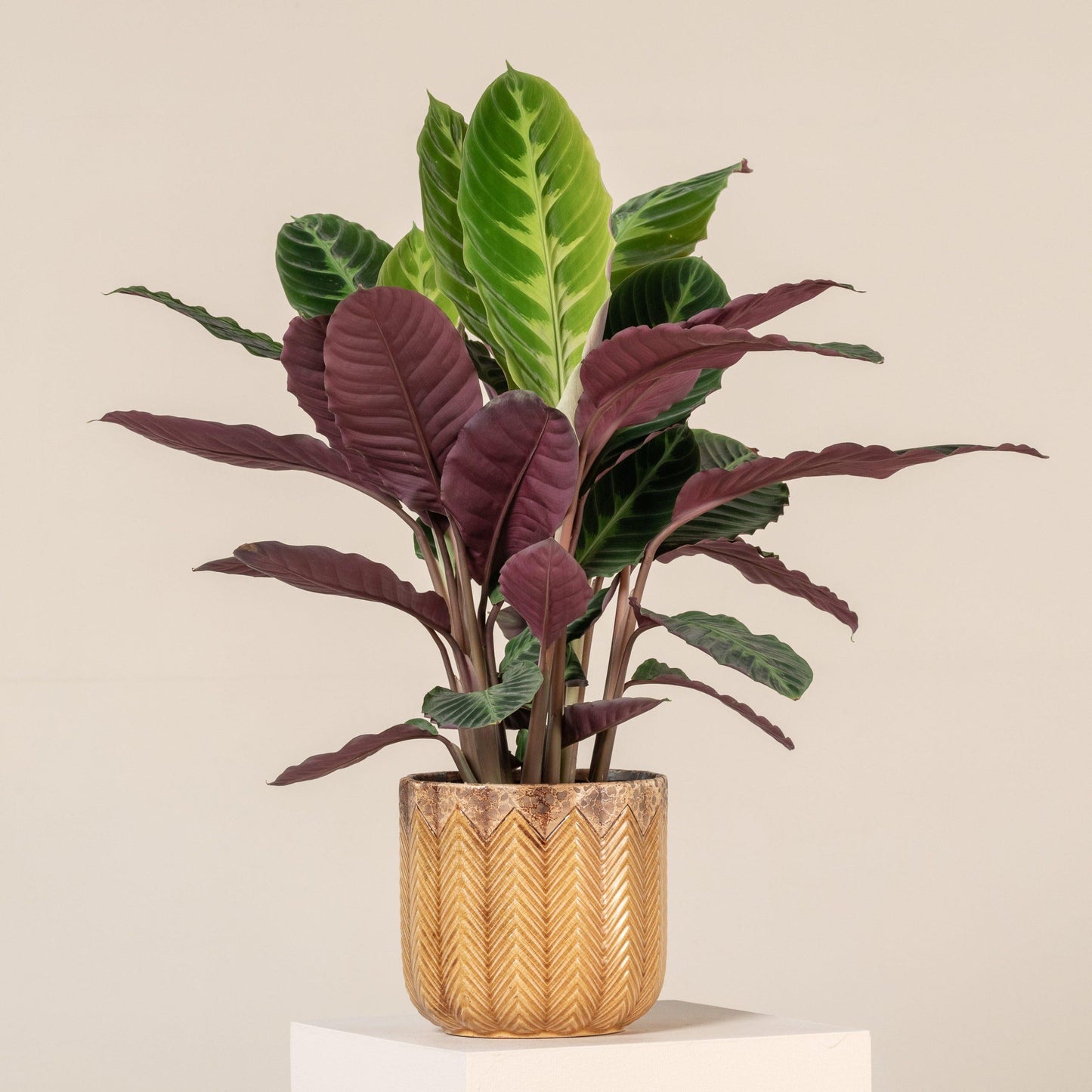 Calathea Warscewiczii - View 9 from www redcrocus com