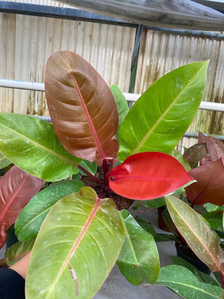 Philodendron Sun Red - View 11 from www redcrocus com