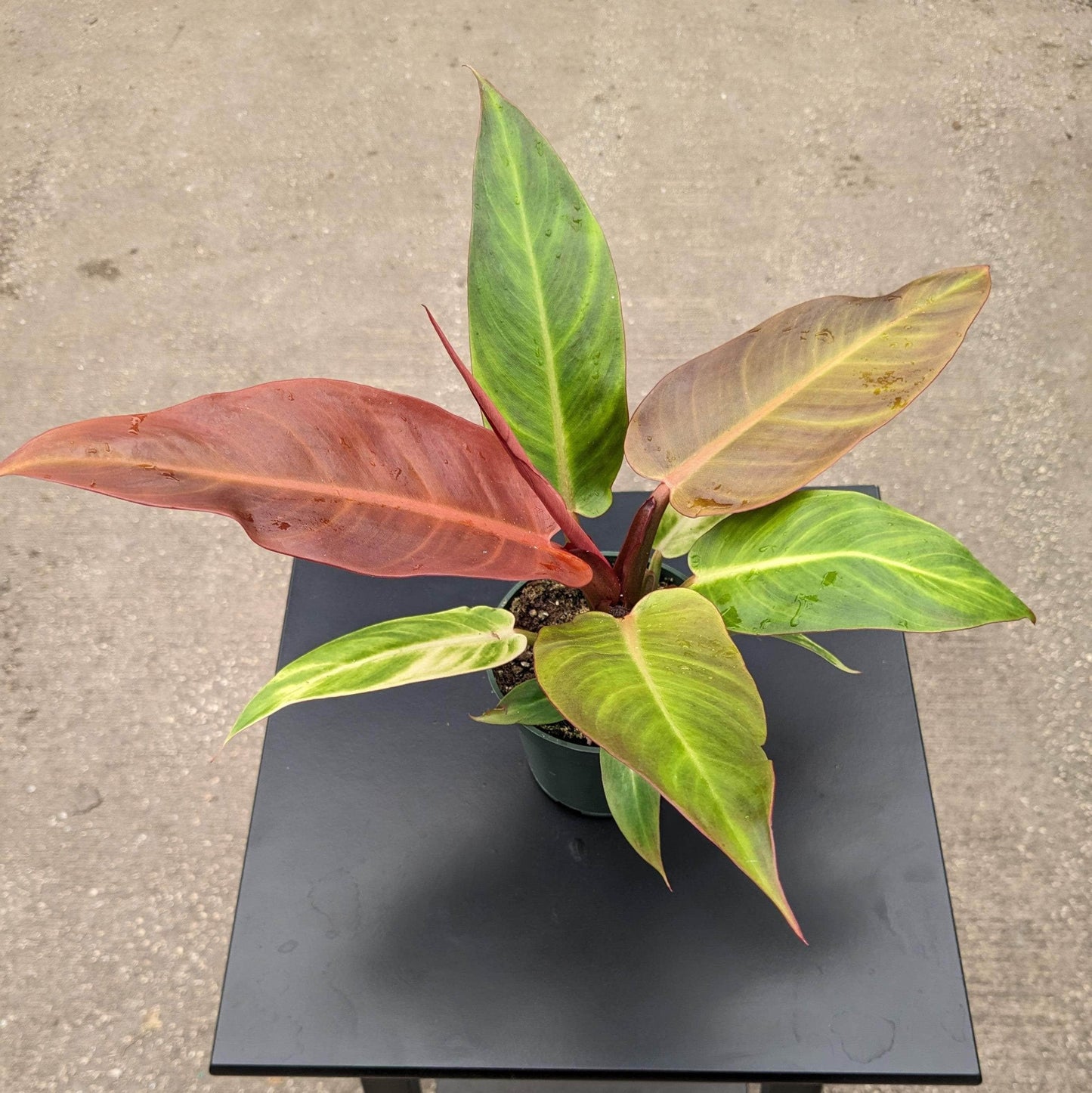 Philodendron Sun Red - View 12 from www redcrocus com