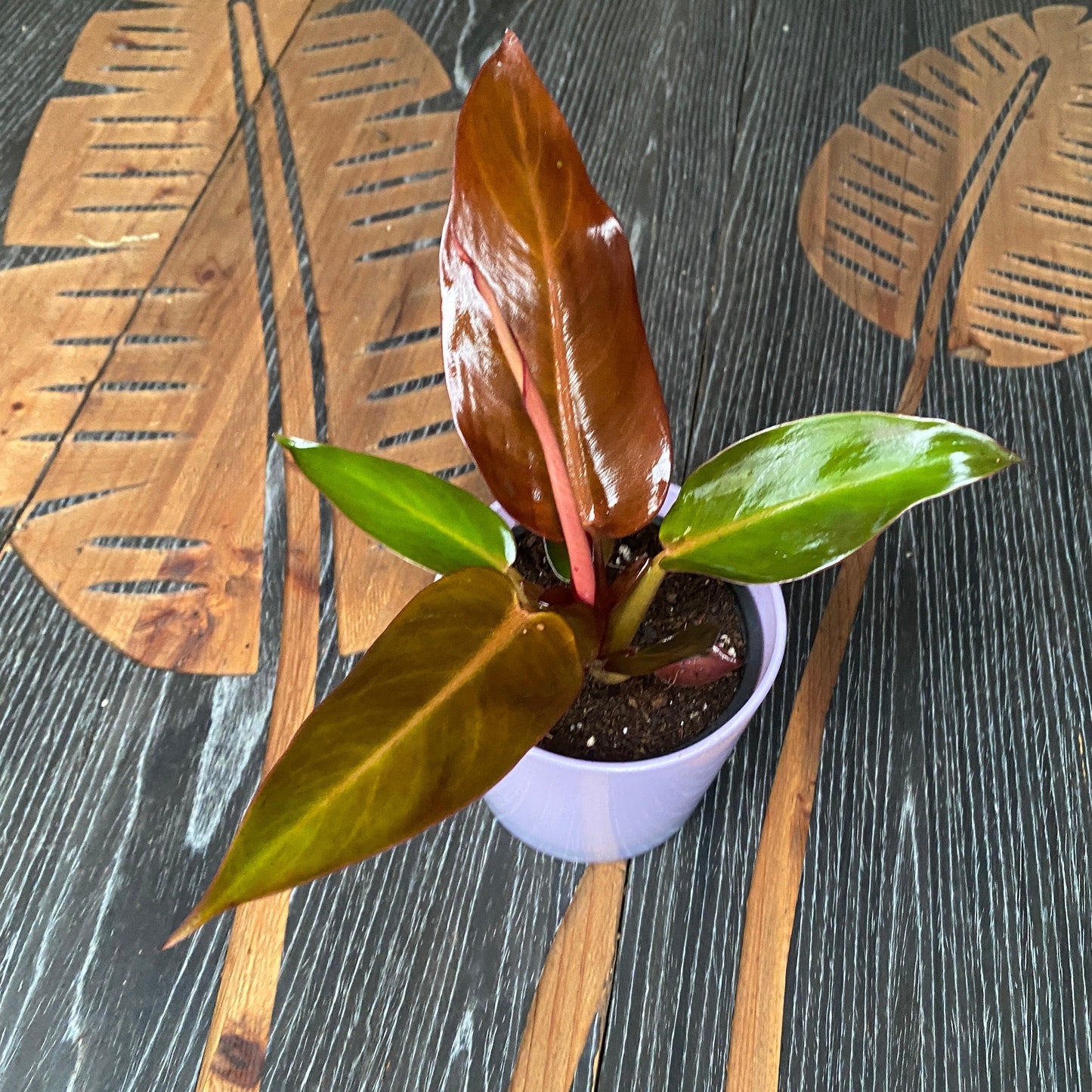 Philodendron Sun Red - View 13 from www redcrocus com