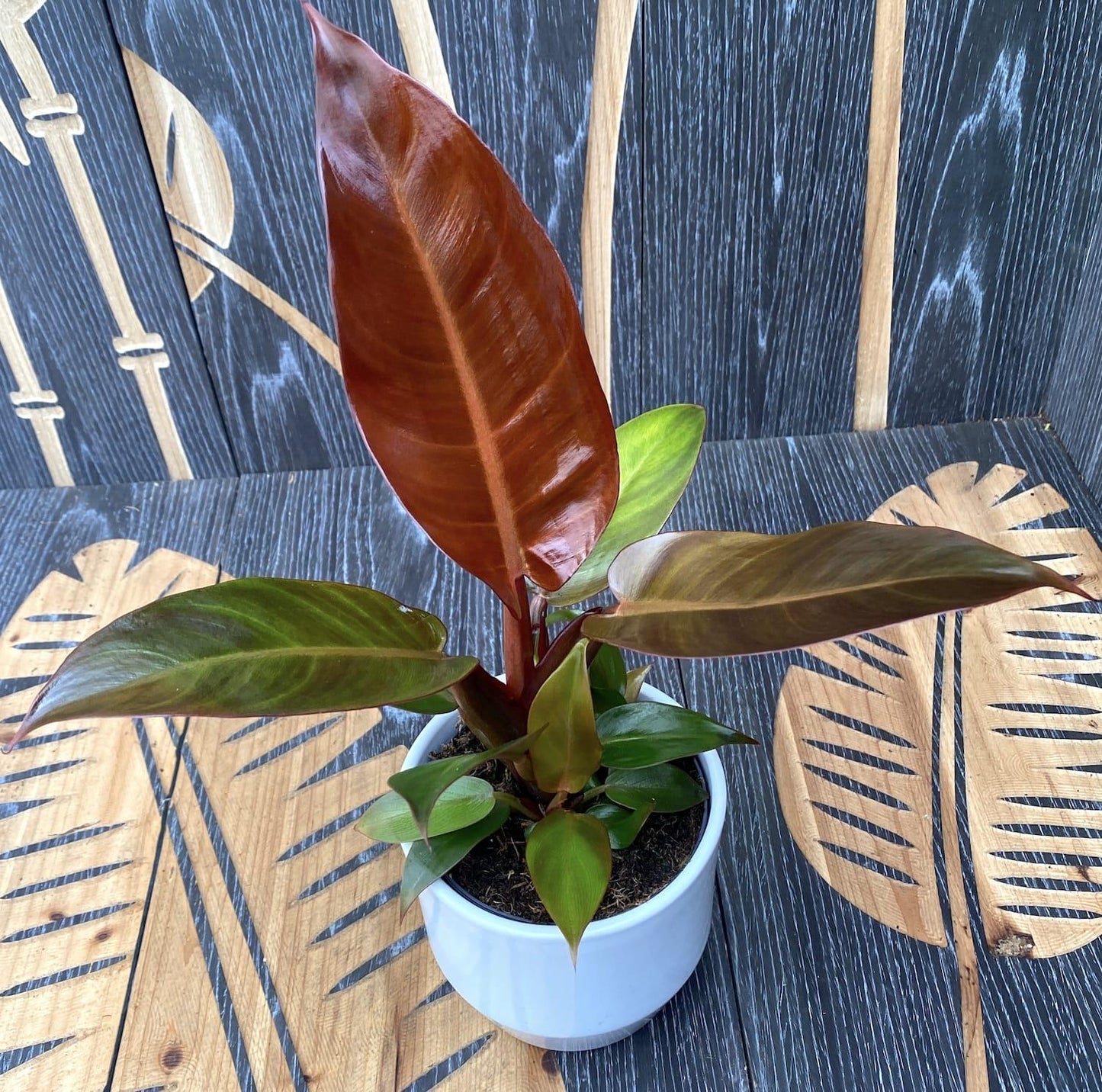 Philodendron Sun Red - View 14 from www redcrocus com