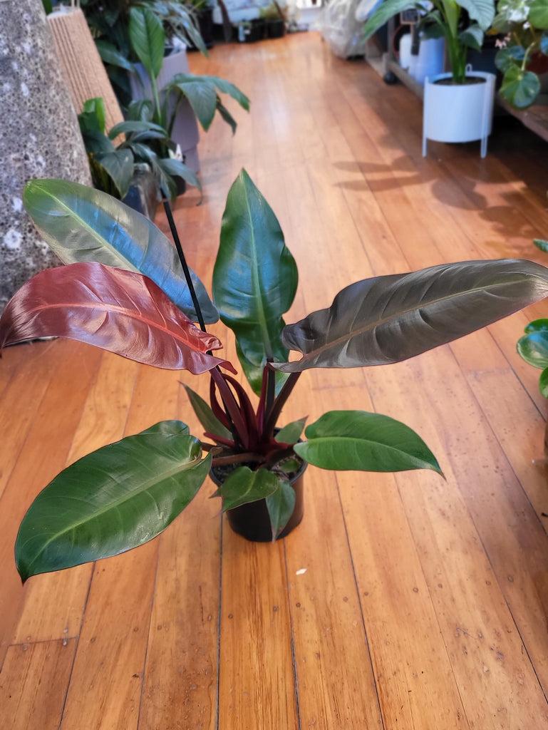 Philodendron Sun Red - View 15 from www redcrocus com