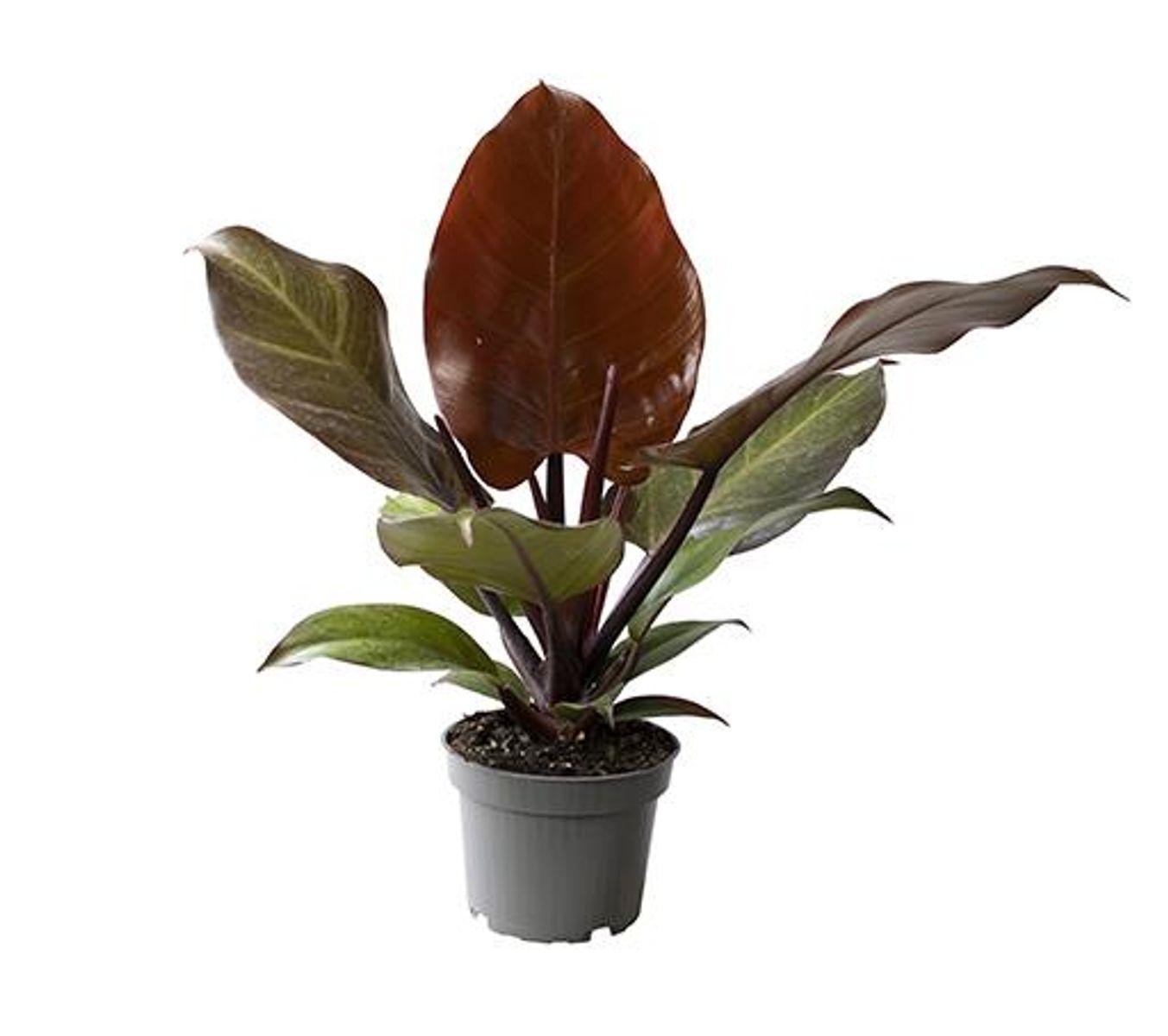 Philodendron Sun Red - View 16 from www redcrocus com