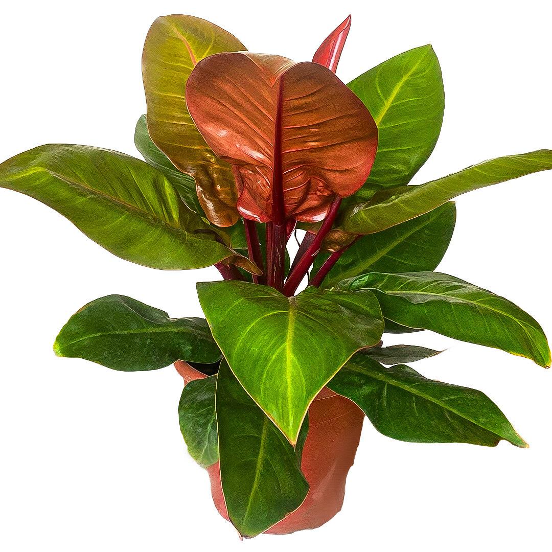 Philodendron Sun Red - View 17 from www redcrocus com