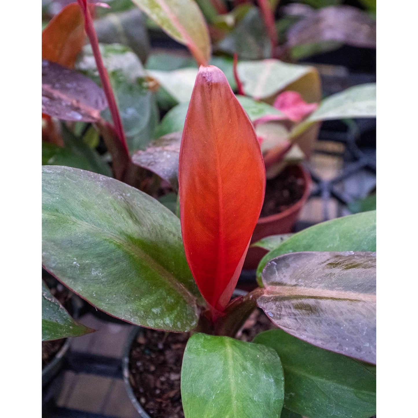 Philodendron Sun Red - View 18 from www redcrocus com