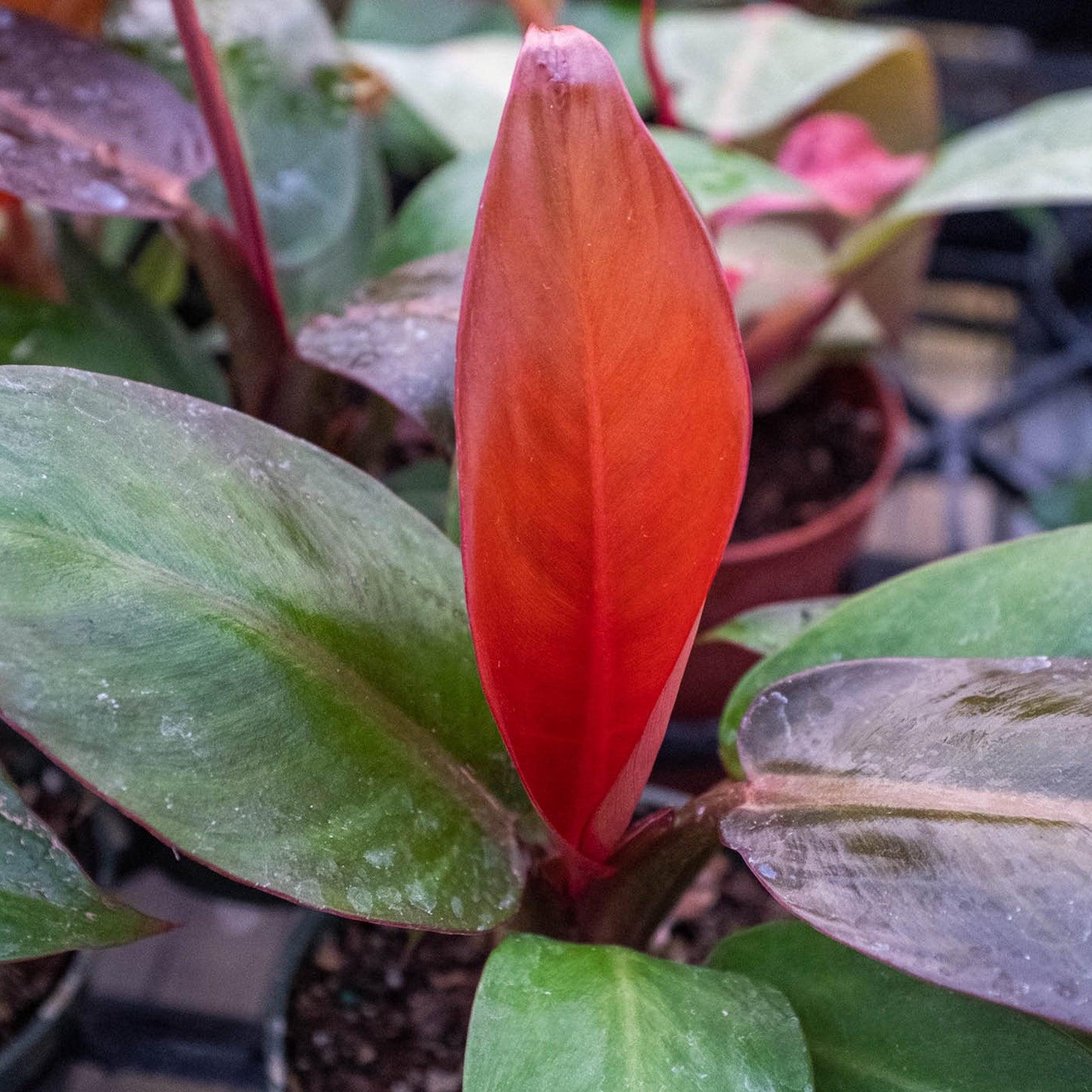 Philodendron Sun Red - View 19 from www redcrocus com