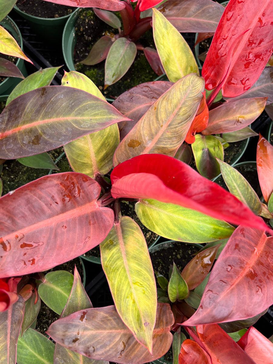 Philodendron Sun Red - View 1 from www redcrocus com