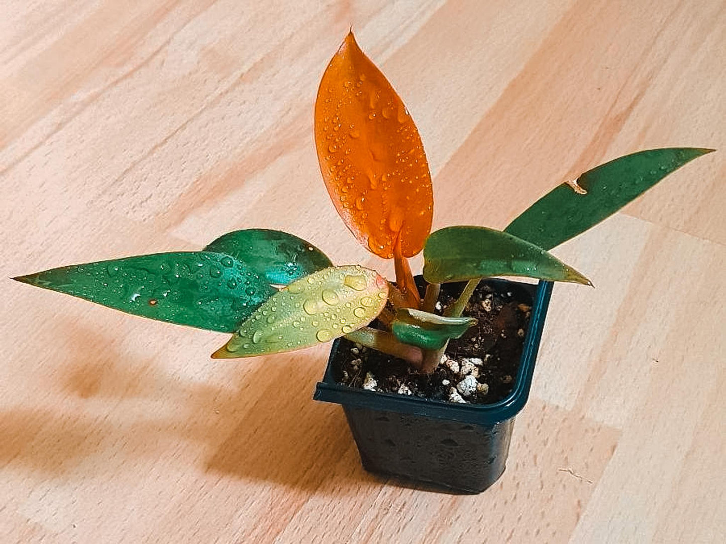 Philodendron Sun Red - View 2 from www redcrocus com