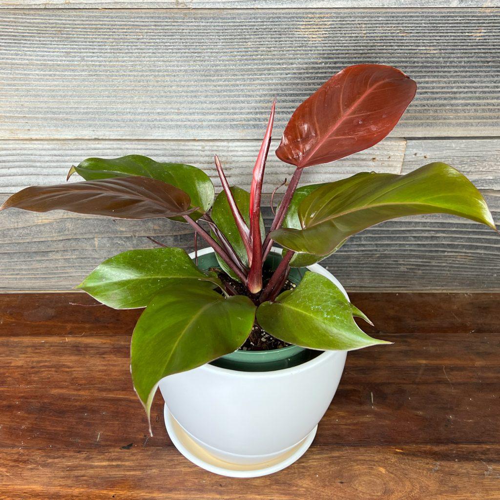 Philodendron Sun Red - View 3 from www redcrocus com