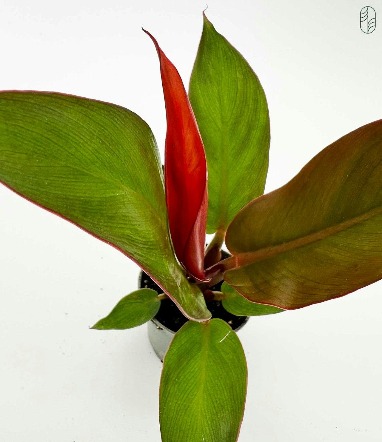 Philodendron Sun Red - View 4 from www redcrocus com