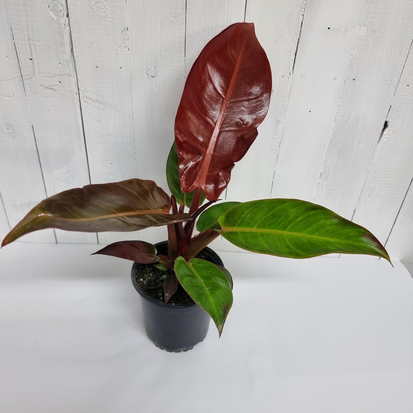 Philodendron Sun Red - View 5 from www redcrocus com