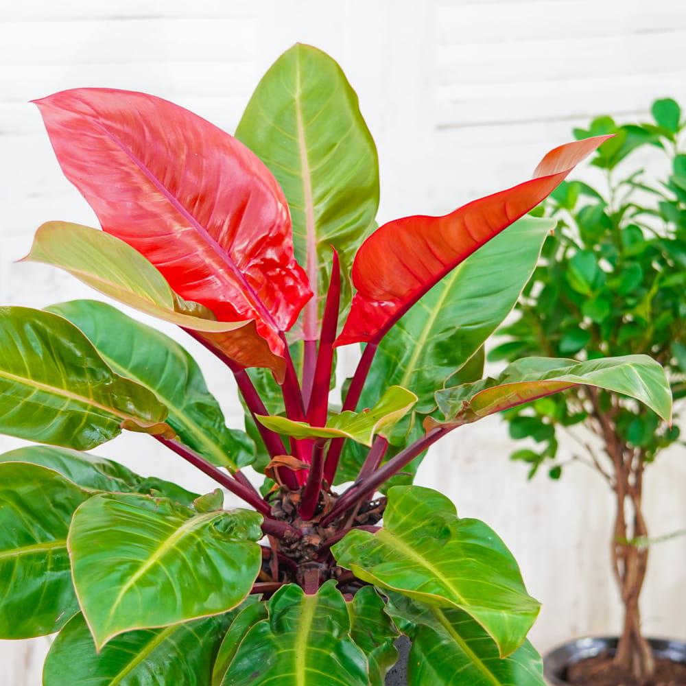Philodendron Sun Red - View 6 from www redcrocus com