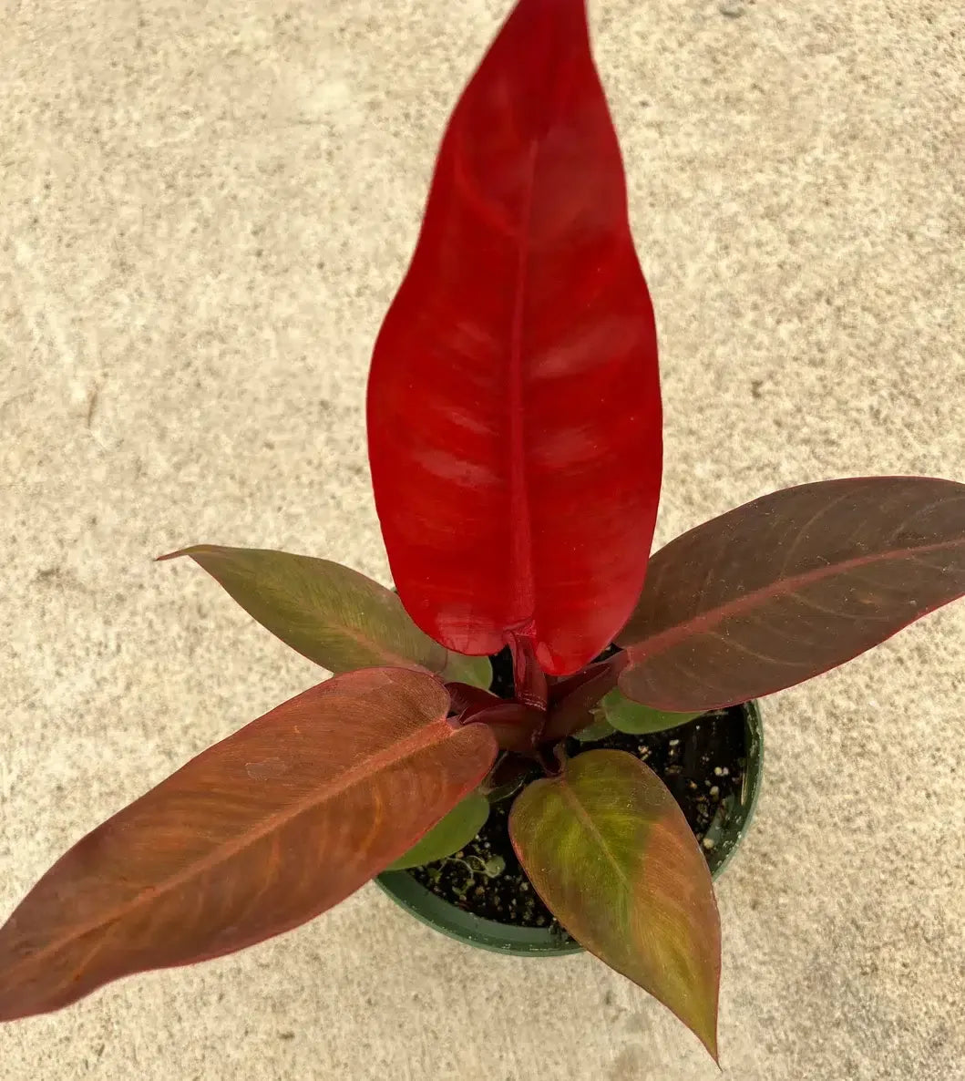 Philodendron Sun Red - View 7 from www redcrocus com