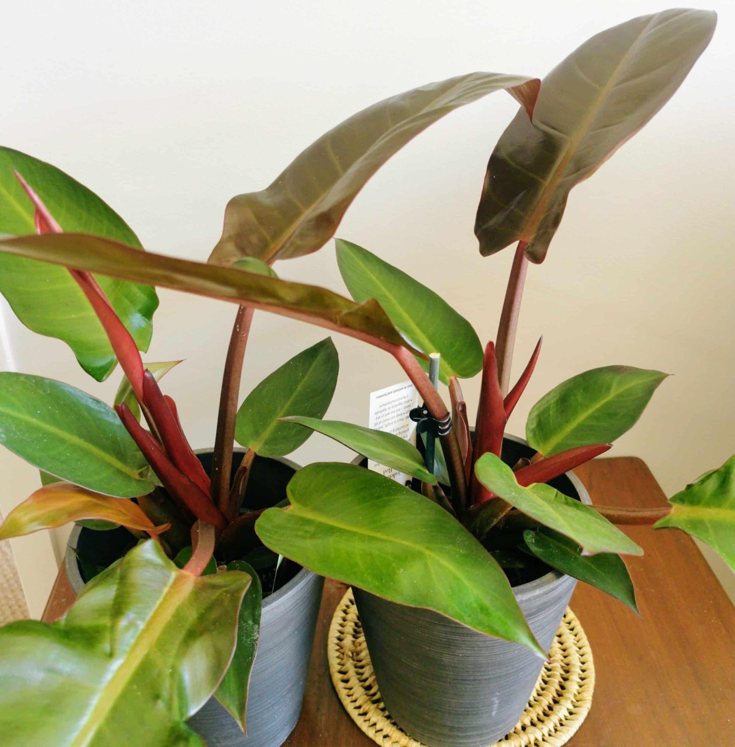 Philodendron Sun Red - View 7 from www redcrocus com
