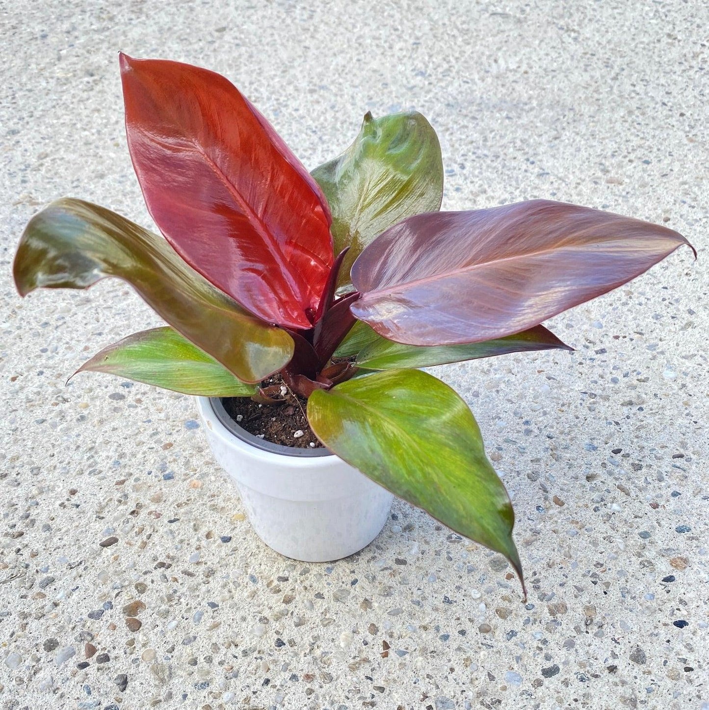 Philodendron Sun Red - View 8 from www redcrocus com