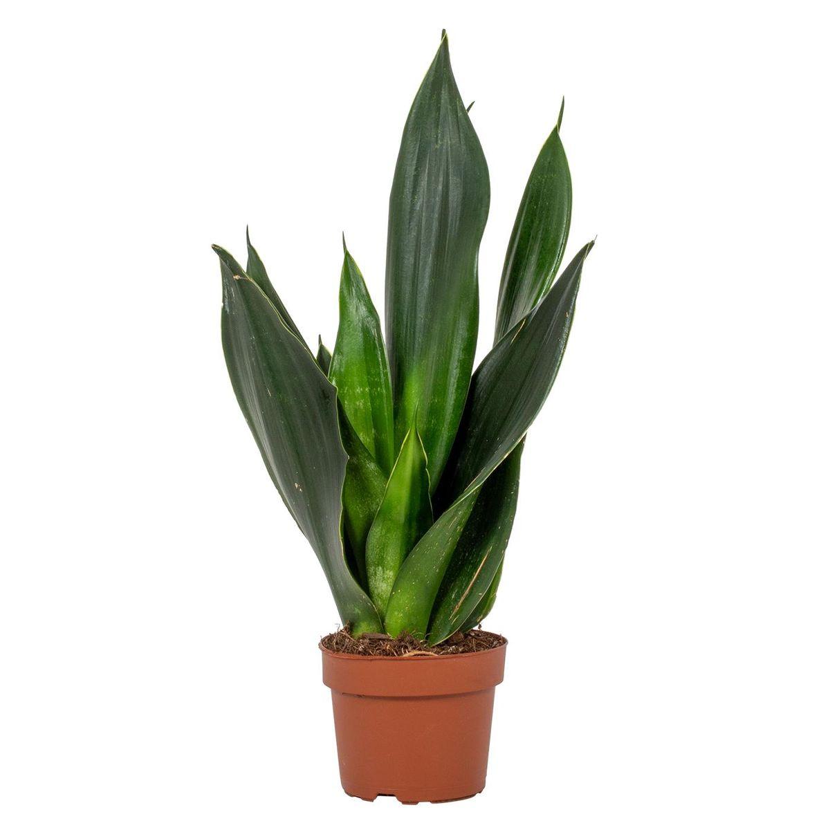 Sansevieria Black Jade - View 12 from www redcrocus com