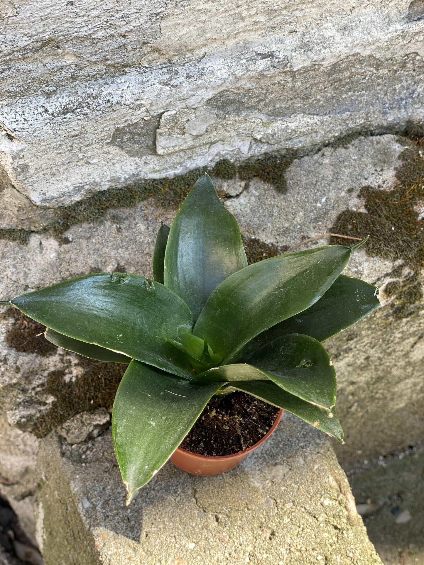 Sansevieria Black Jade - View 15 from www redcrocus com