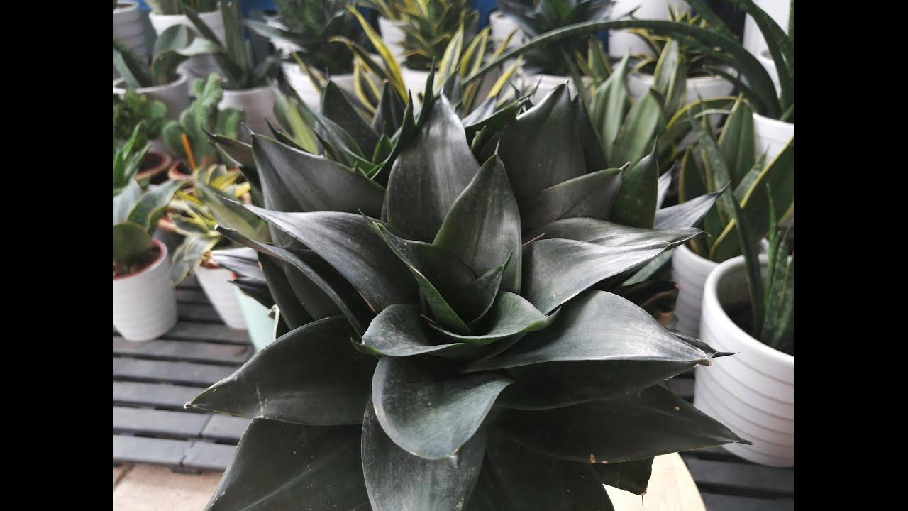 Sansevieria Black Jade - View 18 from www redcrocus com