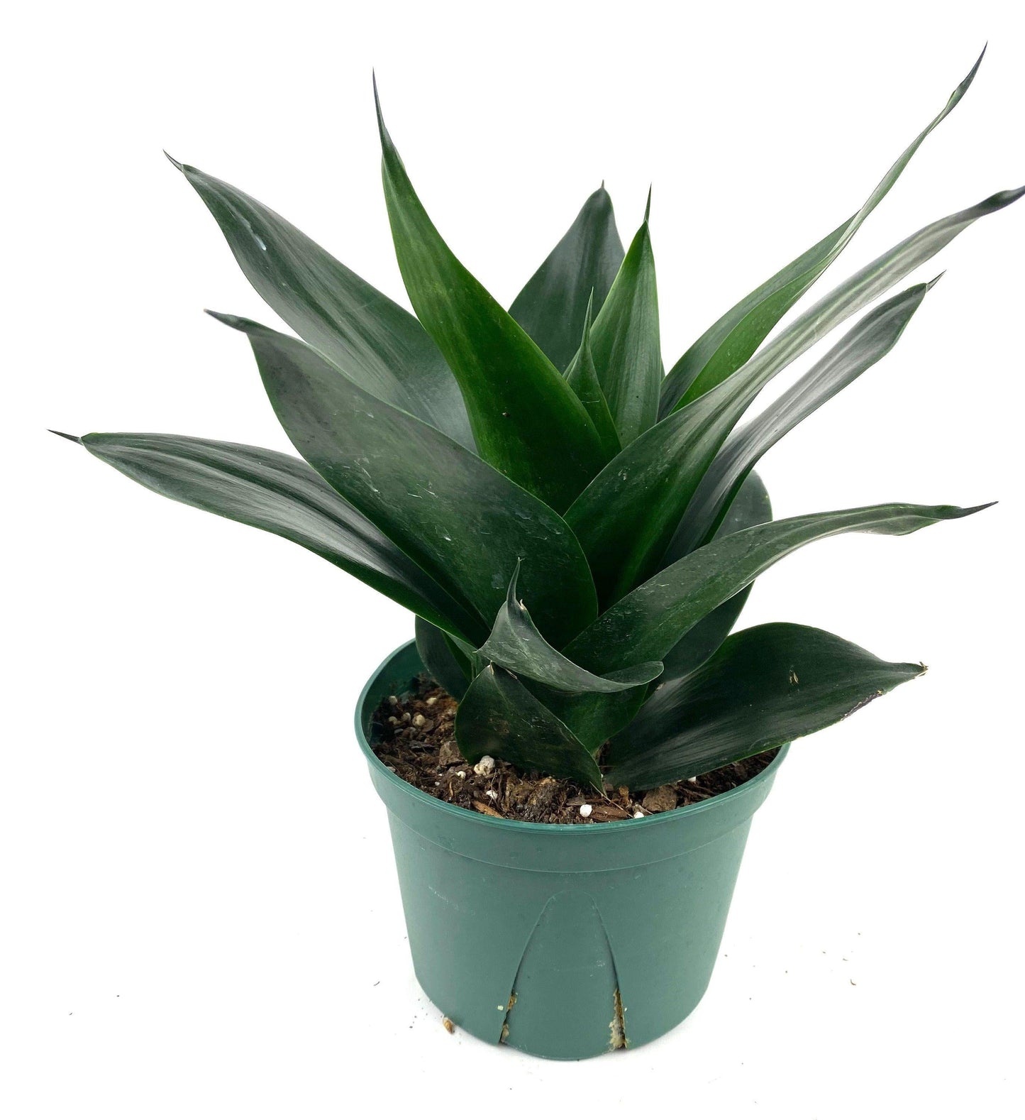 Sansevieria Black Jade - View 7 from www redcrocus com
