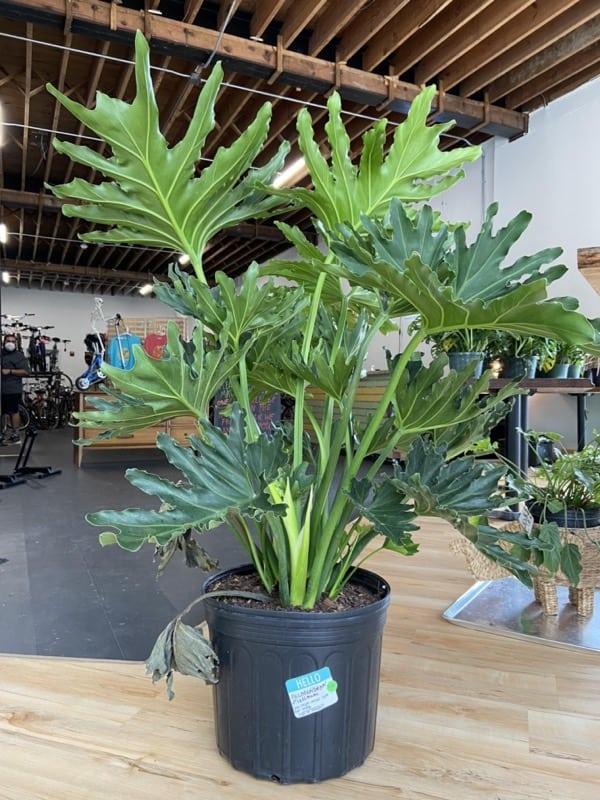 Philodendron Hope - View 10 from www redcrocus com