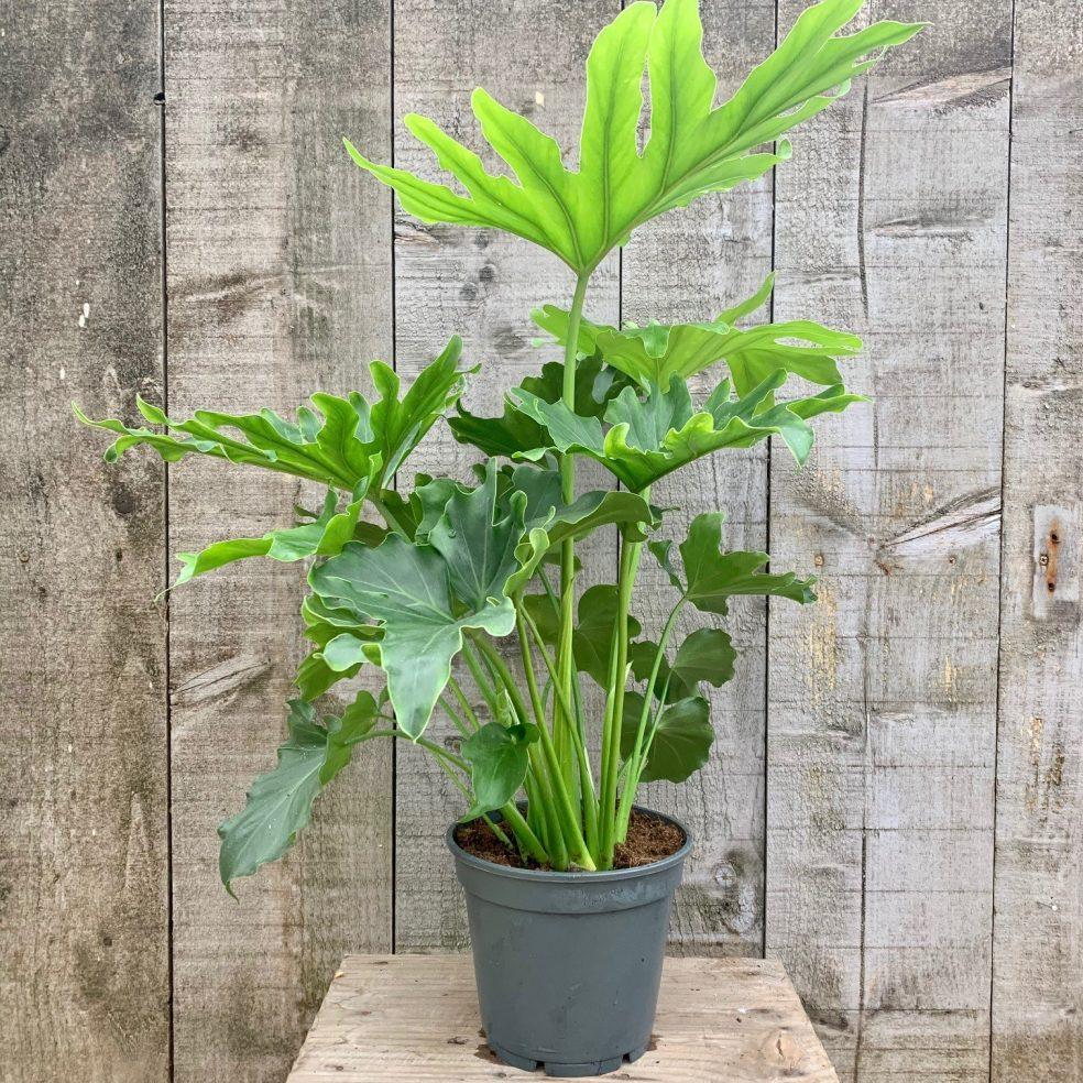 Philodendron Hope - View 17 from www redcrocus com