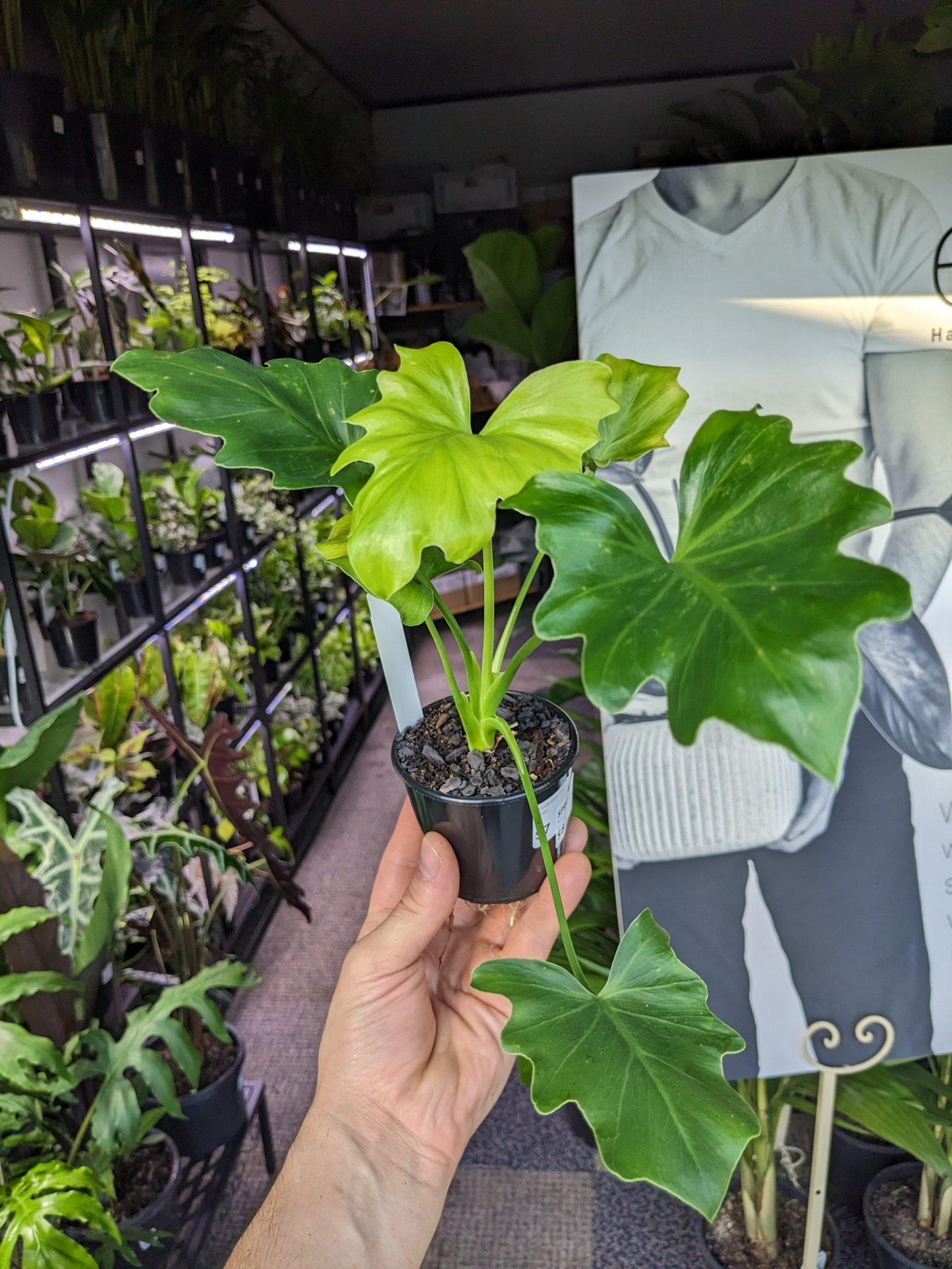 Philodendron Hope - View 19 from www redcrocus com