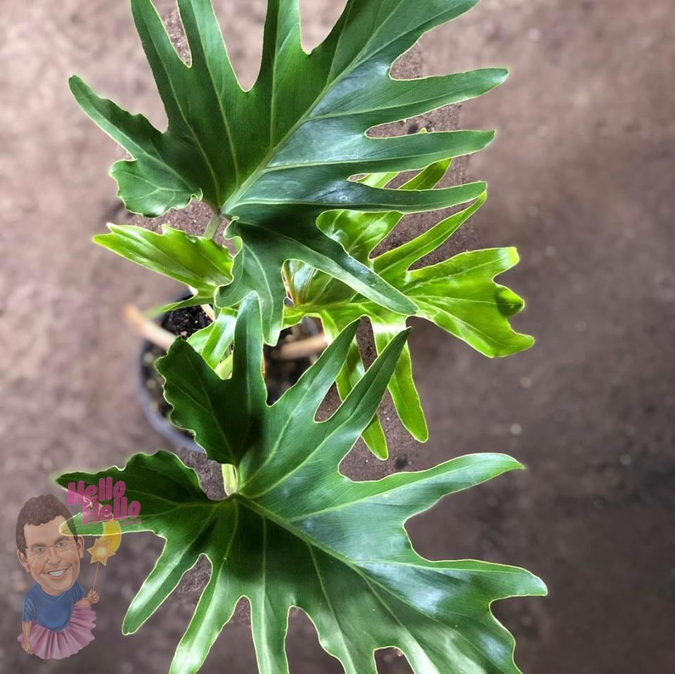 Philodendron Hope - View 20 from www redcrocus com