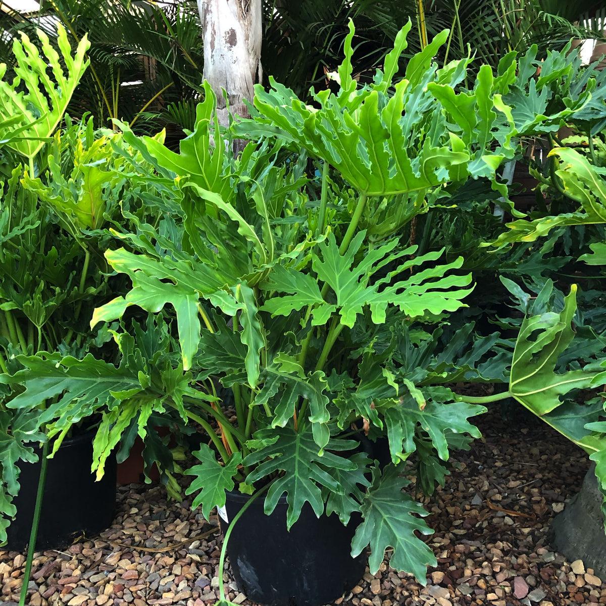Philodendron Hope - View 3 from www redcrocus com