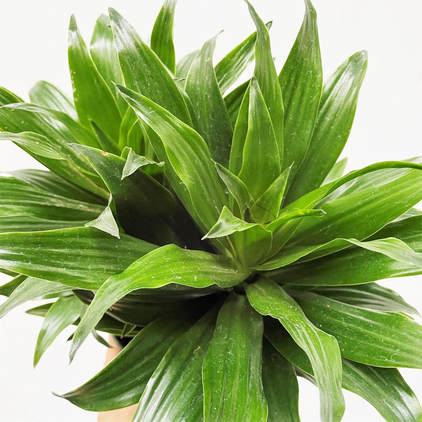 Dracaena Deremensis Janet Craig Compacta - View 12 from www redcrocus com