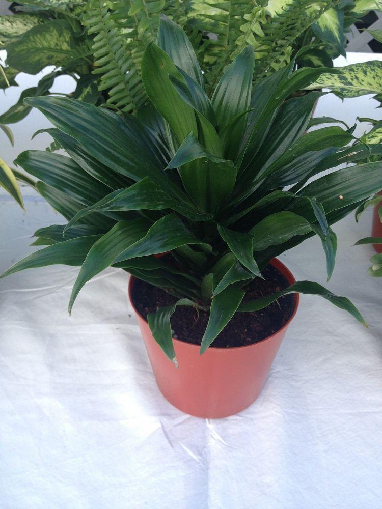 Dracaena Deremensis Janet Craig Compacta - View 13 from www redcrocus com