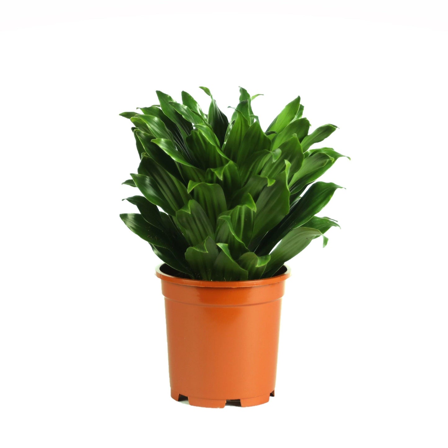 Dracaena Deremensis Janet Craig Compacta - View 14 from www redcrocus com
