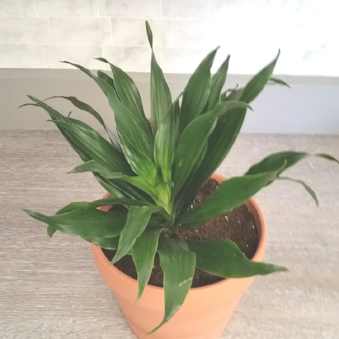 Dracaena Deremensis Janet Craig Compacta - View 15 from www redcrocus com