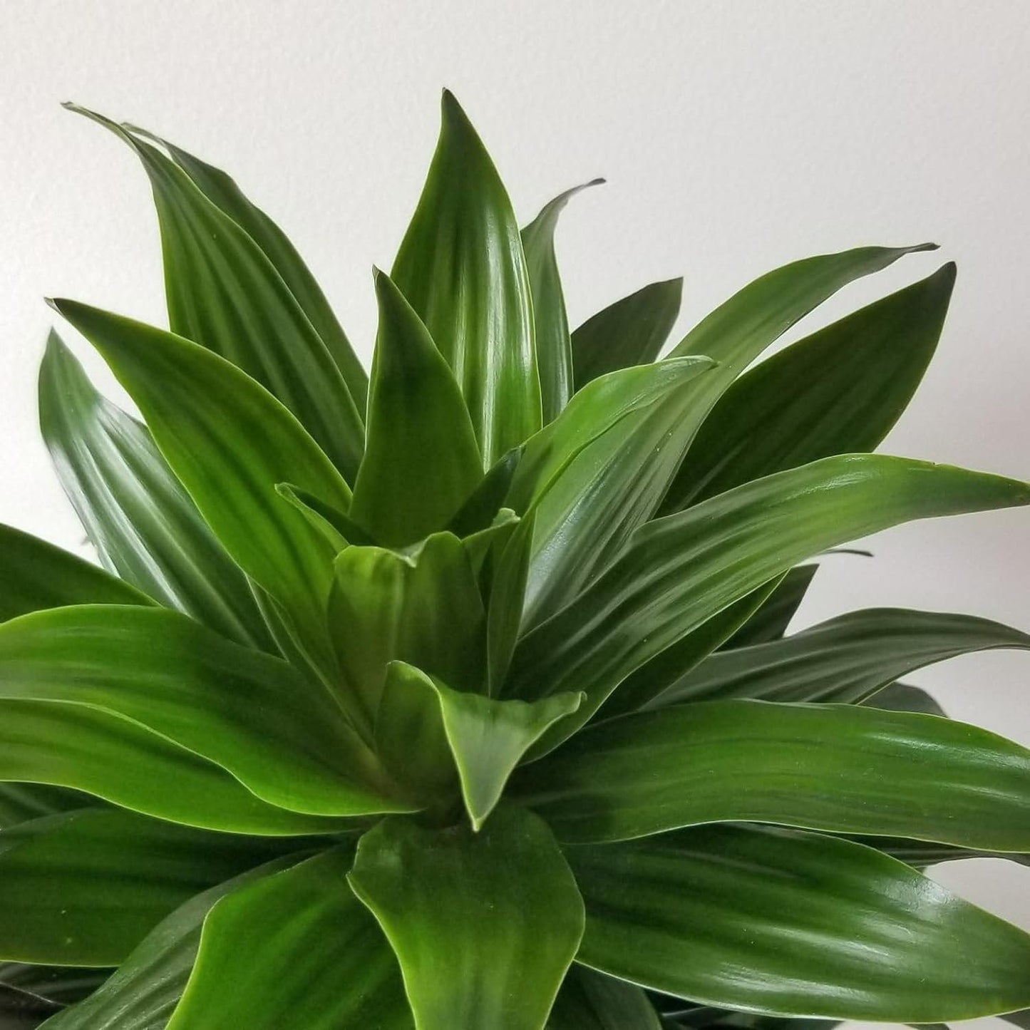 Dracaena Deremensis Janet Craig Compacta - View 18 from www redcrocus com
