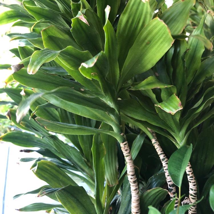 Dracaena Deremensis Janet Craig Compacta - View 19 from www redcrocus com