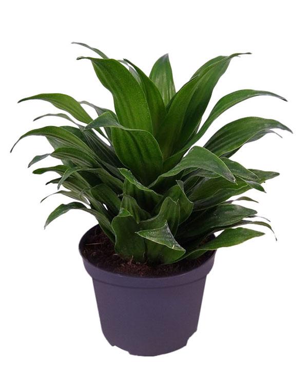 Dracaena Deremensis Janet Craig Compacta - View 3 from www redcrocus com