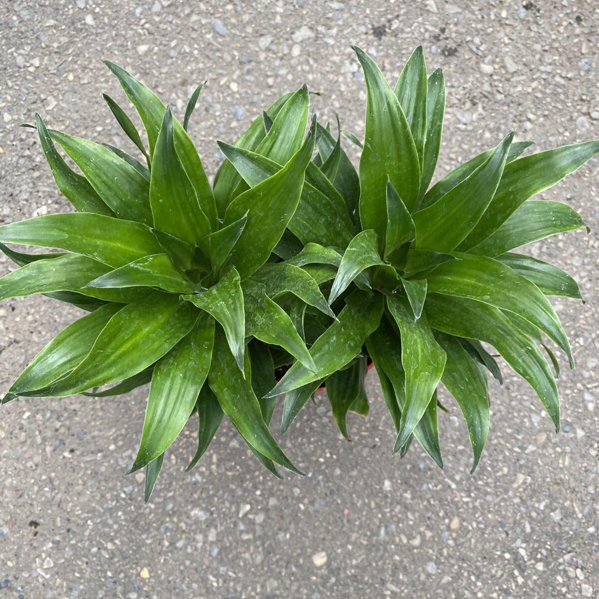 Dracaena Deremensis Janet Craig Compacta - View 5 from www redcrocus com