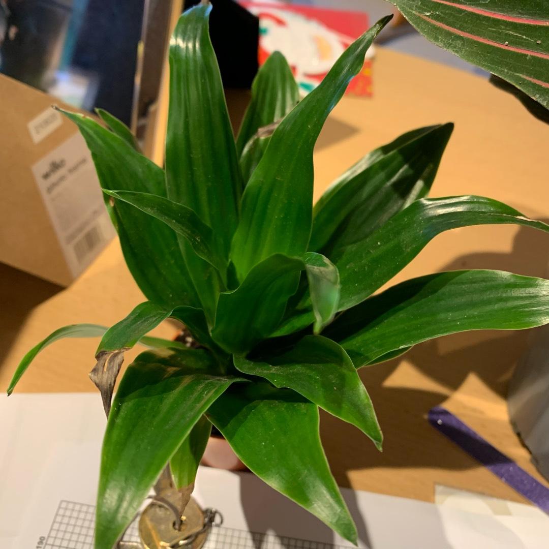 Dracaena Deremensis Janet Craig Compacta - View 9 from www redcrocus com