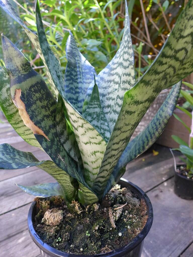Sansevieria Futura Robusta - View 10 from www redcrocus com