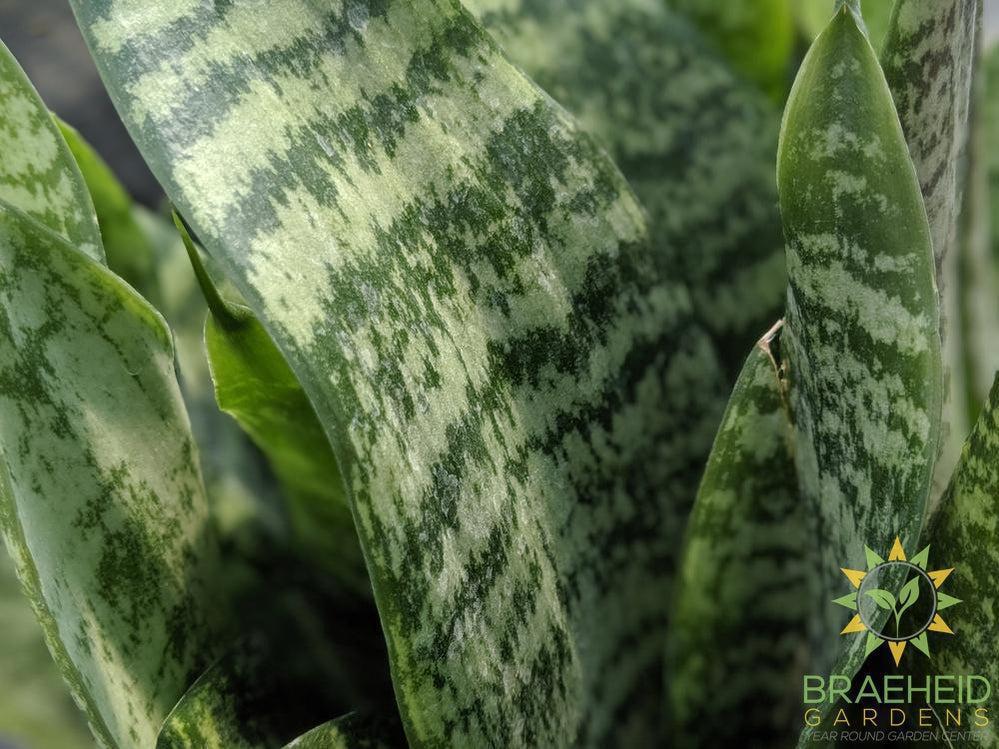 Sansevieria Futura Robusta - View 11 from www redcrocus com
