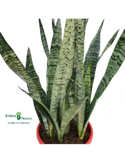 Sansevieria Futura Robusta - View 13 from www redcrocus com