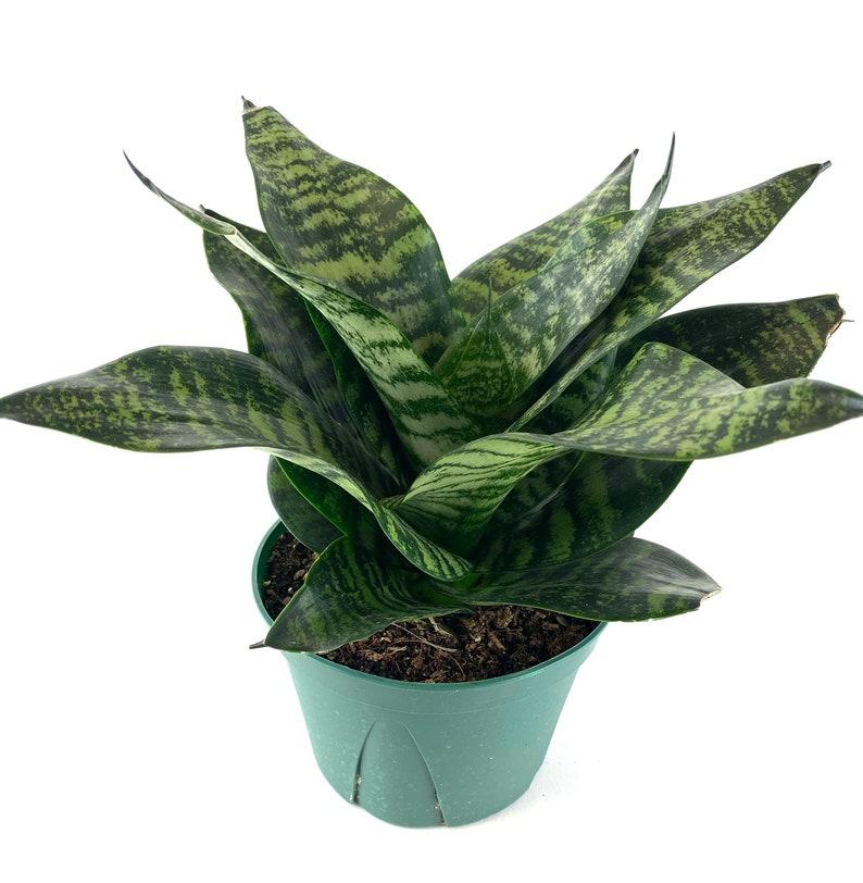 Sansevieria Futura Robusta - View 14 from www redcrocus com