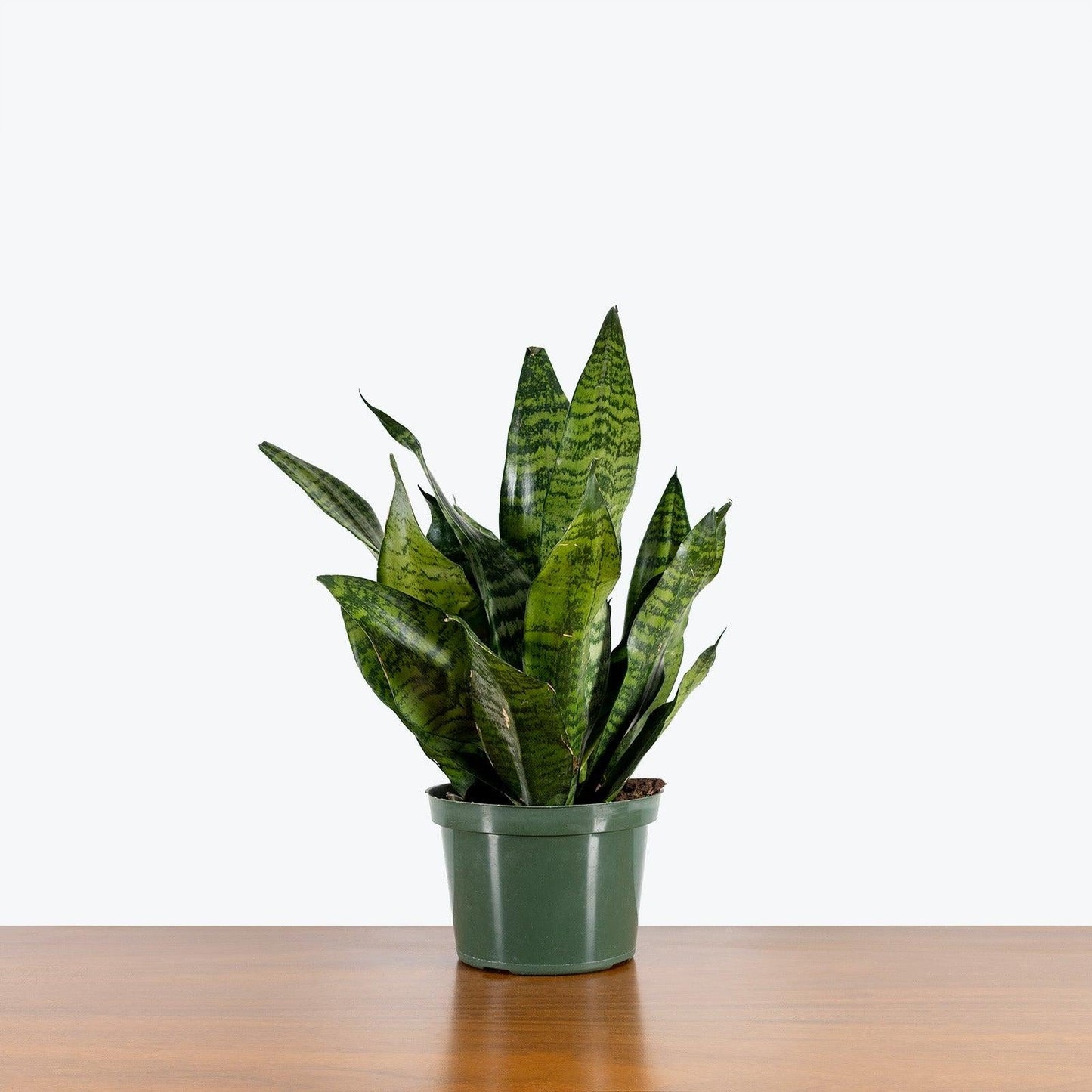 Sansevieria Futura Robusta - View 16 from www redcrocus com