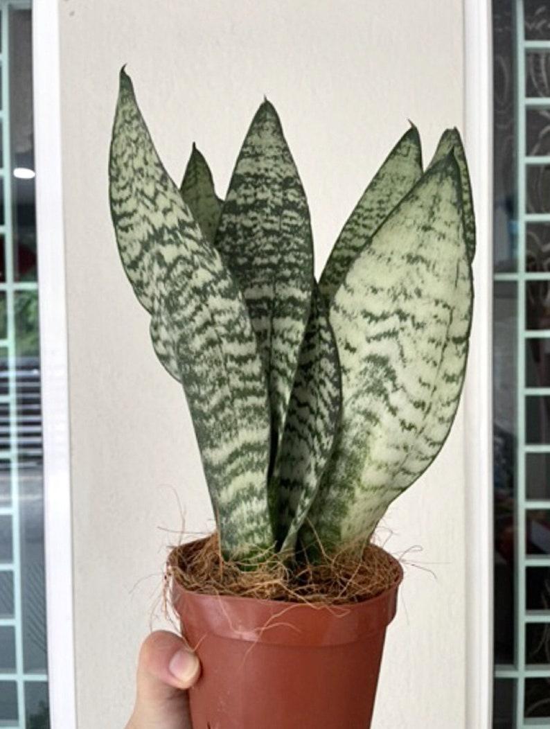 Sansevieria Futura Robusta - View 17 from www redcrocus com