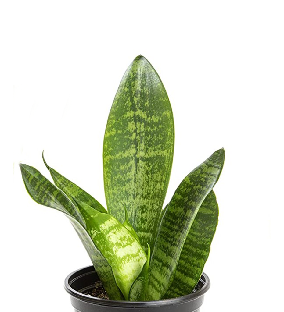 Sansevieria Futura Robusta - View 18 from www redcrocus com