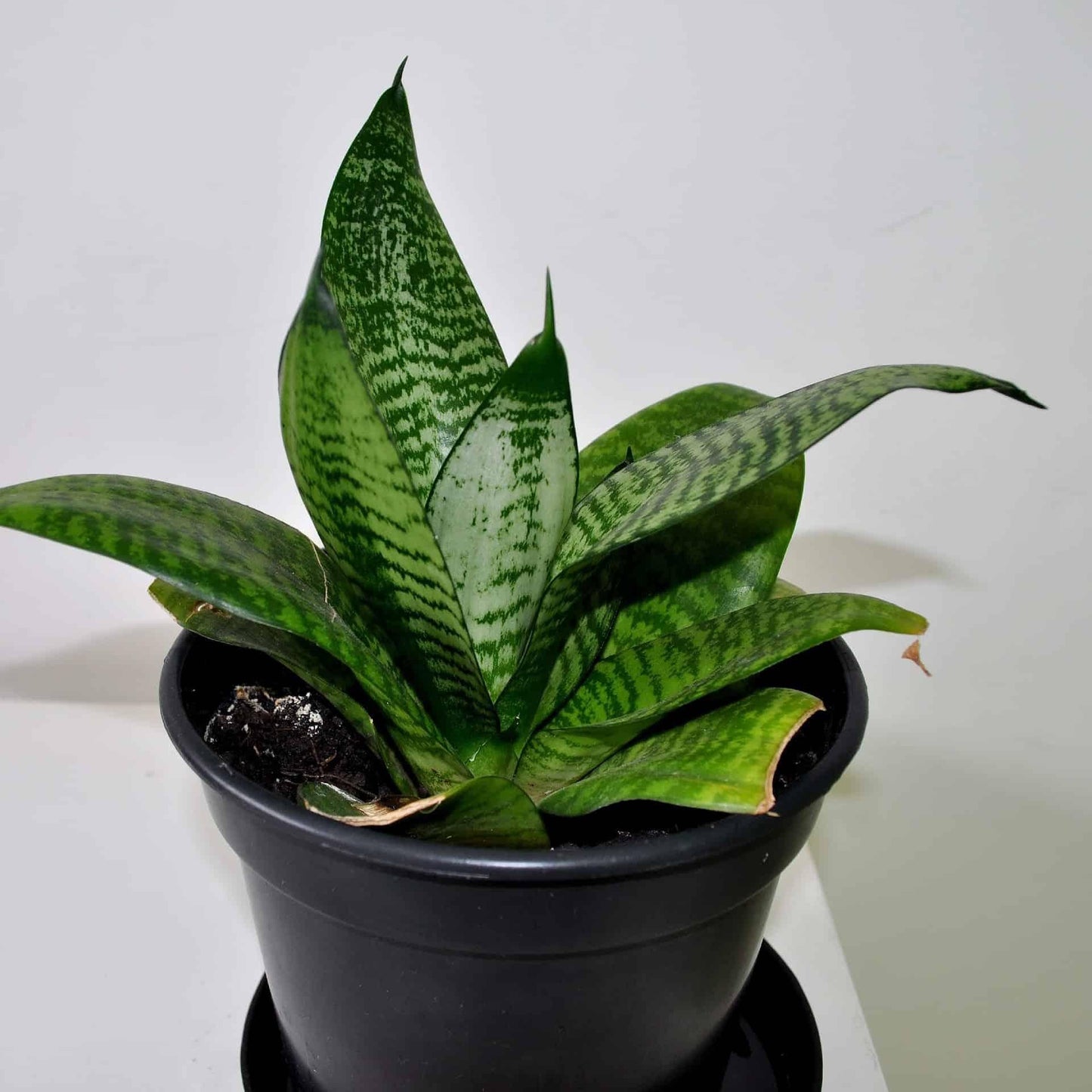 Sansevieria Futura Robusta - View 18 from www redcrocus com